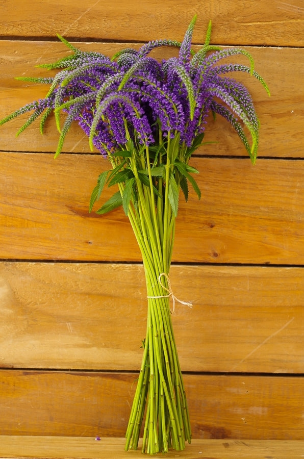 lavender veronica flower Purple Veronica Filler