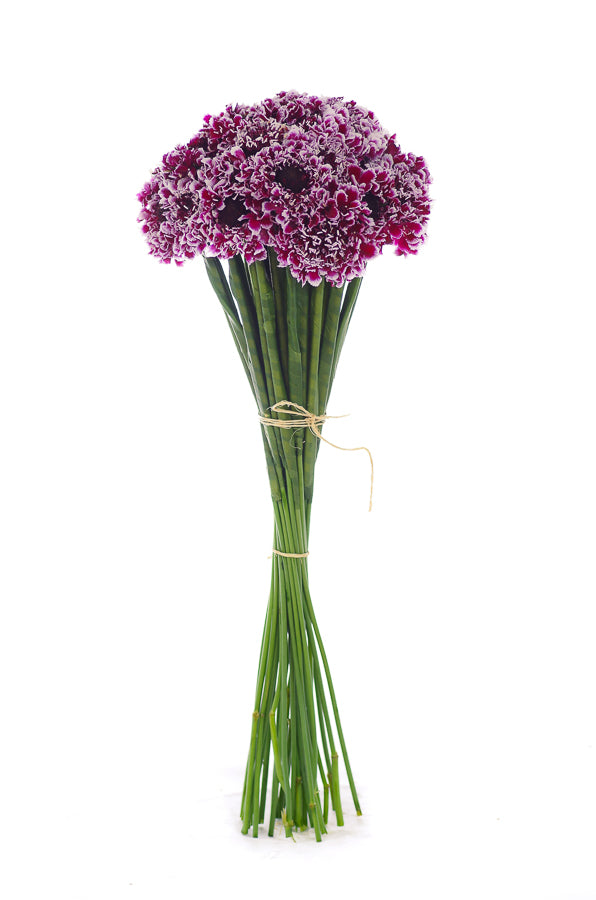 Purple White Scabiosas