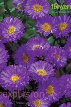 Aster Purple Filler