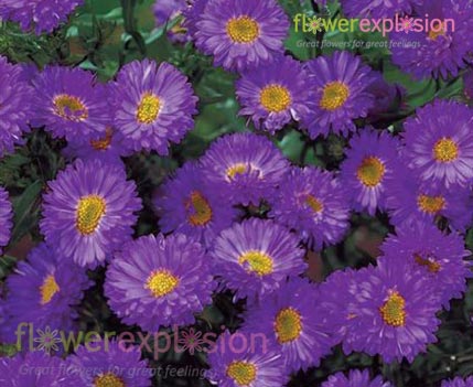 Aster Purple Filler
