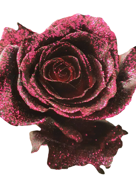 Black Tinted Roses with Pink Glitter