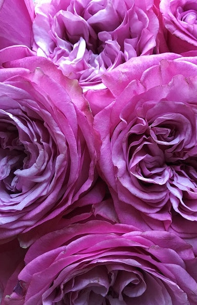 Queens Crown Garden Roses