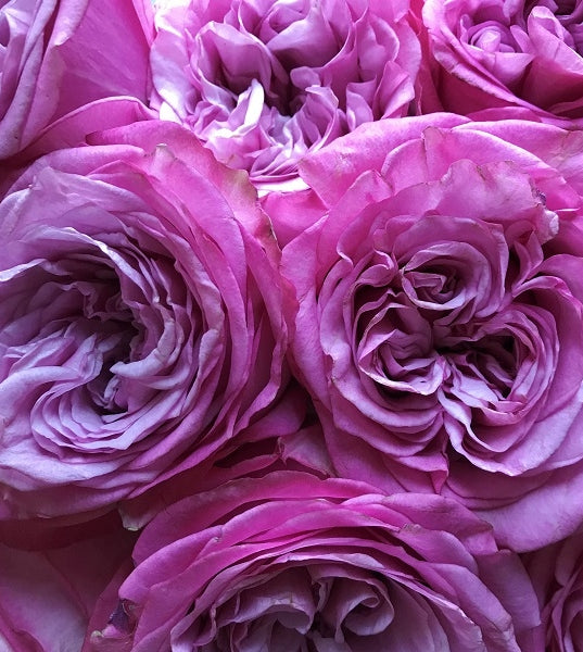 Queens Crown Garden Roses