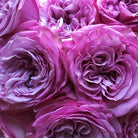 Queens Crown Garden Roses