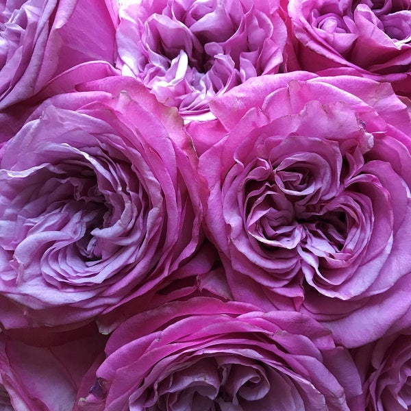 Queens Crown Garden Roses