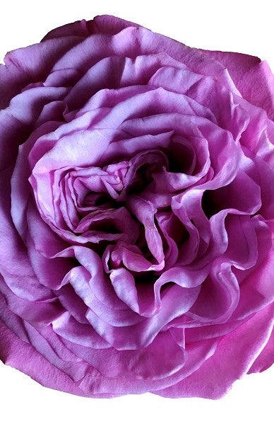 Queen's Crown Garden Rose