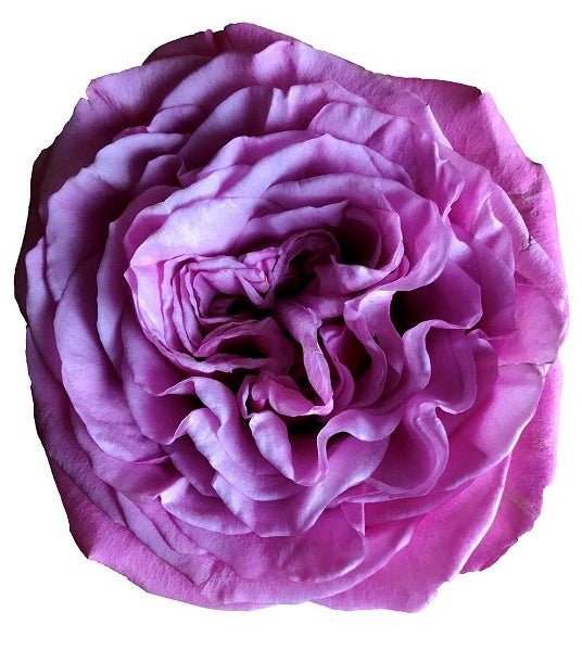 Queen's Crown Garden Rose