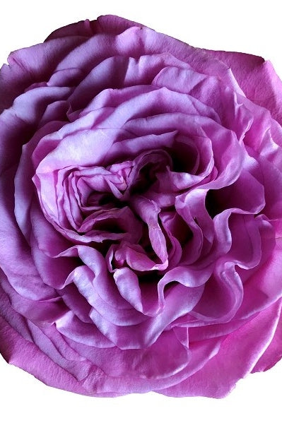 Queen's Crown Garden Rose