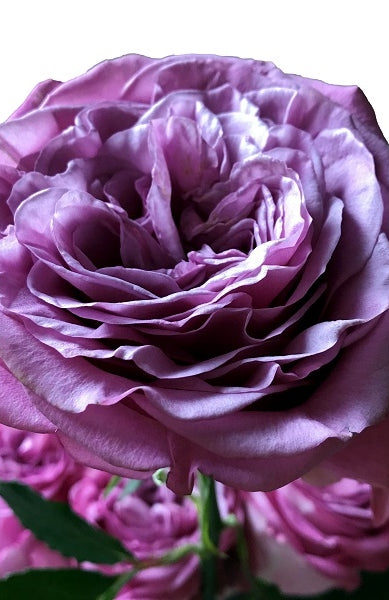 Lavender Queens Crown Rose
