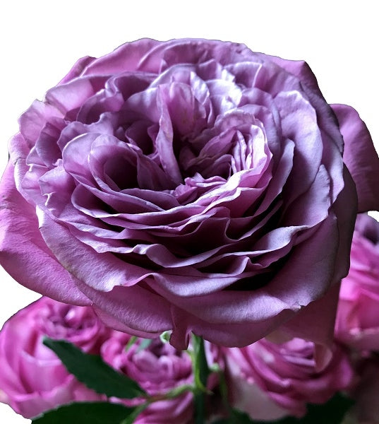 Lavender Queens Crown Rose