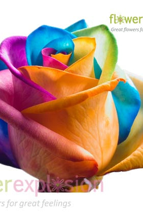 Rainbow Roses