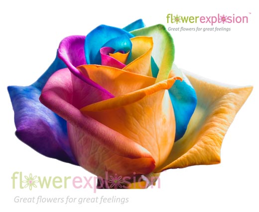 Rainbow Roses