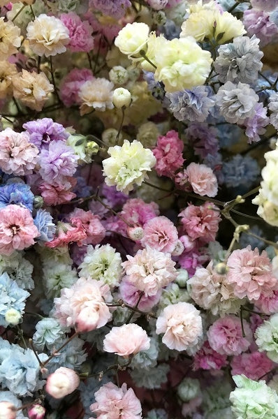 Pastel Rainbow Baby's Breath