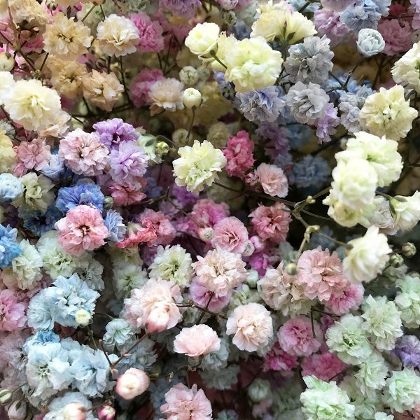 Pastel Rainbow Baby's Breath