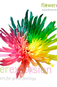 Tinted Rainbow Spider Mums