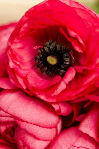 Wholesale Ranunculus