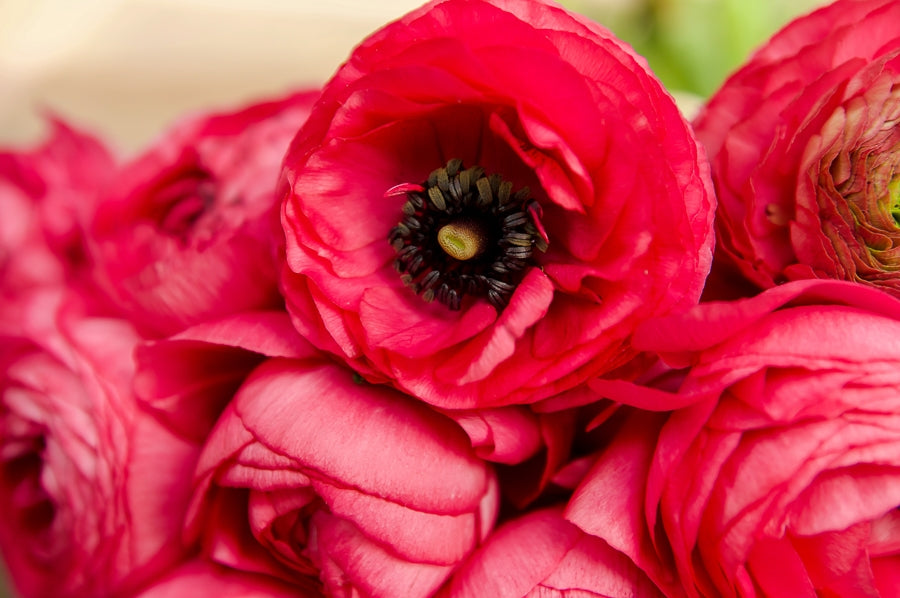 Wholesale Ranunculus