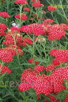 Red Tinted Yarrow