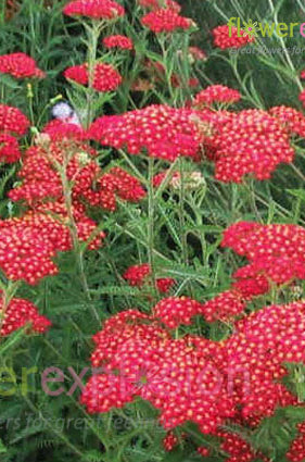 Red Tinted Yarrow