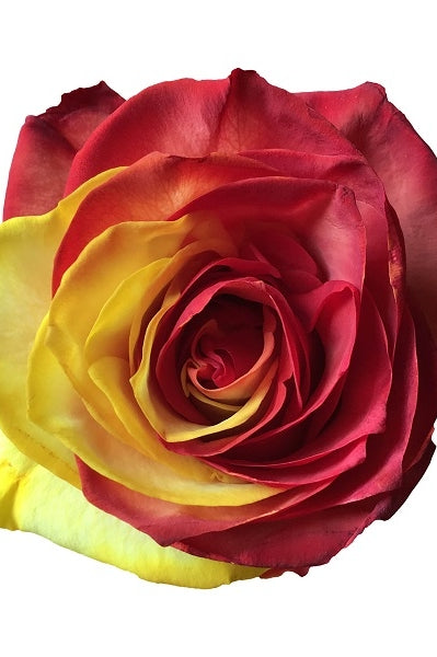 red and yellow tinted rose