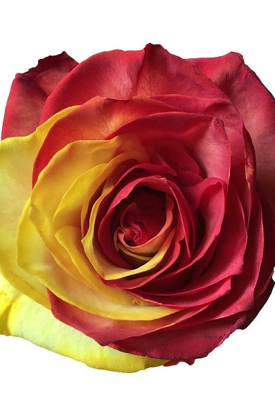 red and yellow tinted rose