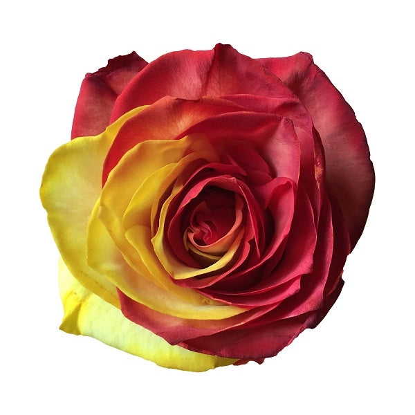 Red & Yellow Tinted Roses – Flower Explosion