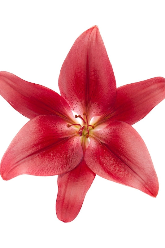 Asiatic Lily Red