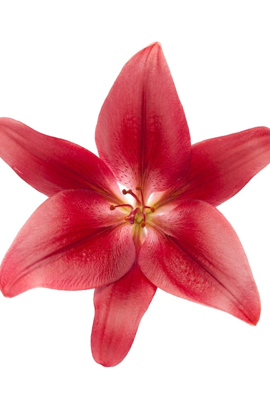Asiatic Lily Red