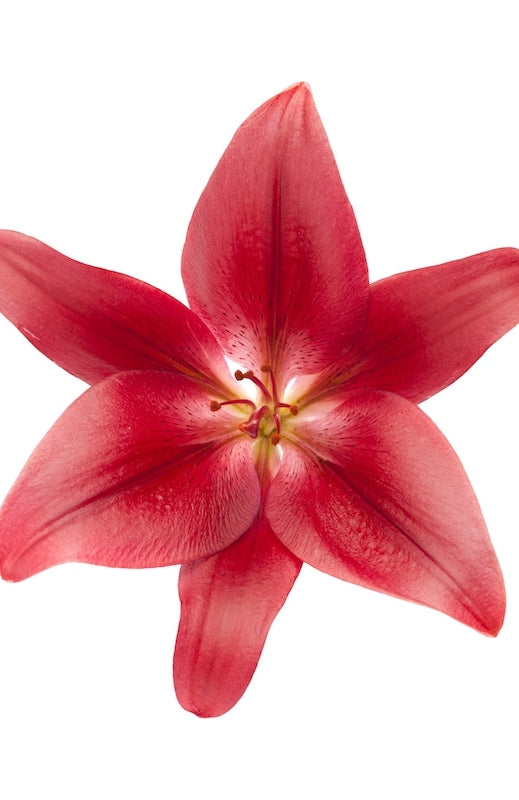 Asiatic Lily Red