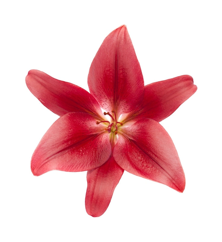 Asiatic Lily Red