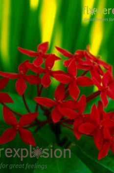 Red Bouvardia
