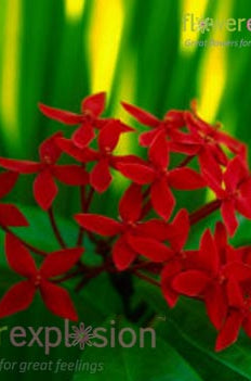 Red Bouvardia