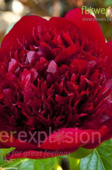Red Charm Peony