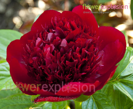 Red Charm Peony