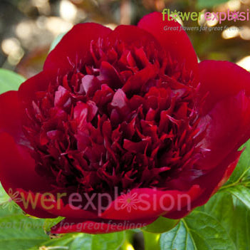 Red Charm Peony