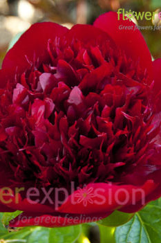 Red Charm Peony