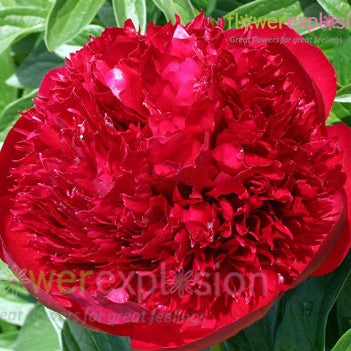 Red Charm Peony