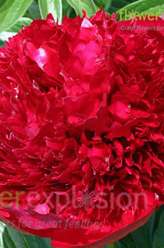 Red Charm Peony