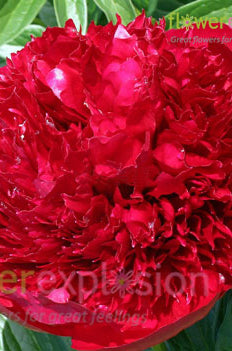 Red Charm Peony