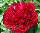 Red Charm Peony