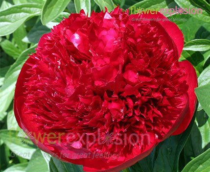Red Charm Peony