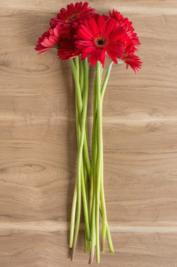 Red Gerberas