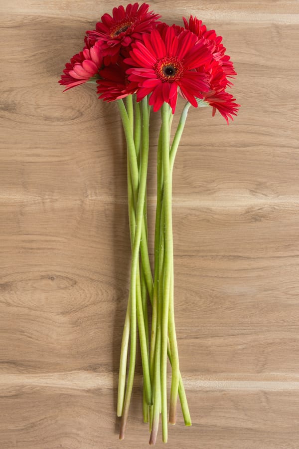 Red Gerberas
