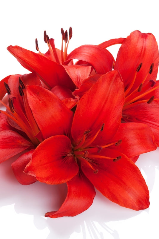 Red Hybrid Lily