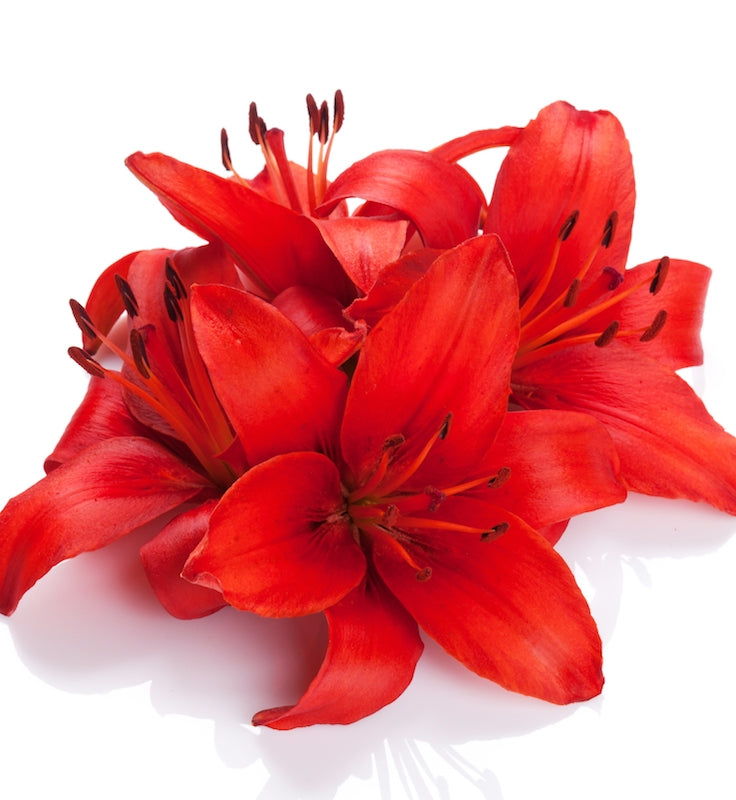 Red Hybrid Lily