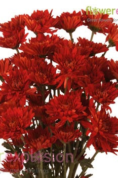 Red Cushion Poms