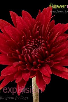 Red Cushion Poms