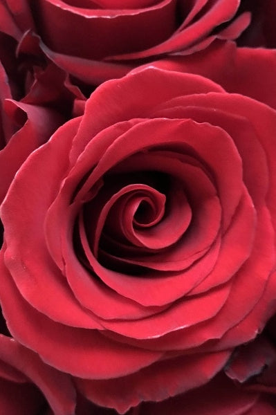 Red Sexy Rose