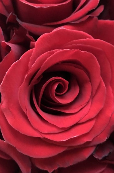 Red Sexy Rose