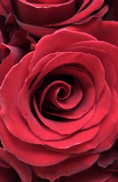 Red Sexy Rose